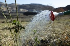 “AzerGold” QSC “Daşkəsən rayonunda bitən nadir bitkilərin reintroduksiyası” layihəsini uğurla icra edib (FOTO)