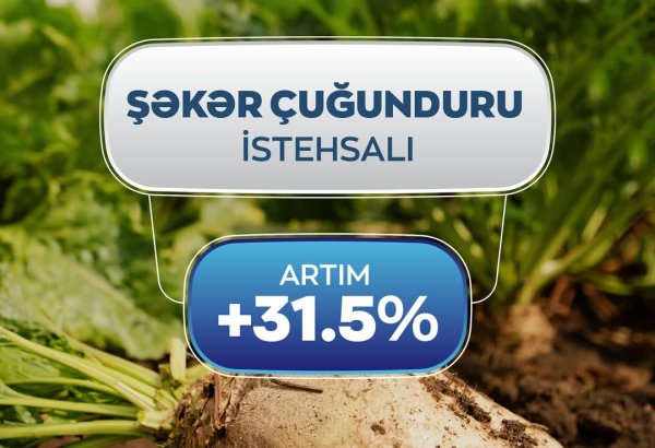 Azərbaycanda şəkər çuğunduru yığımında artım qeydə alınıb