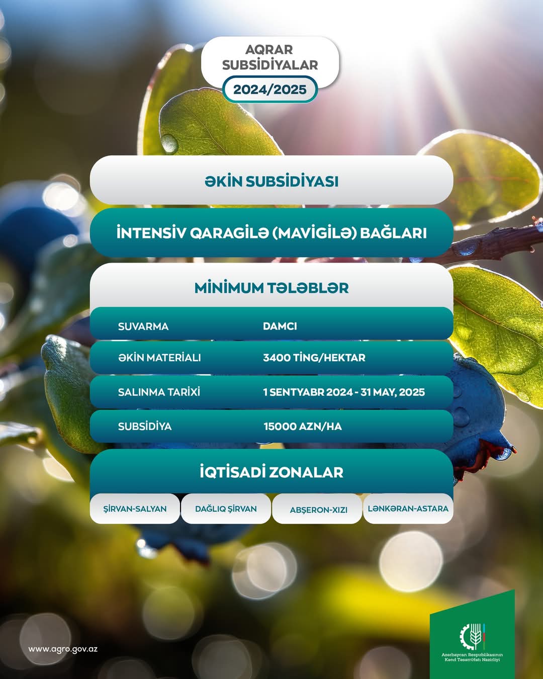 Azərbaycanda ilk dəfə olaraq qaragilə bağlarının salınmasına görə fermerlərə subsidiyalar veriləcək