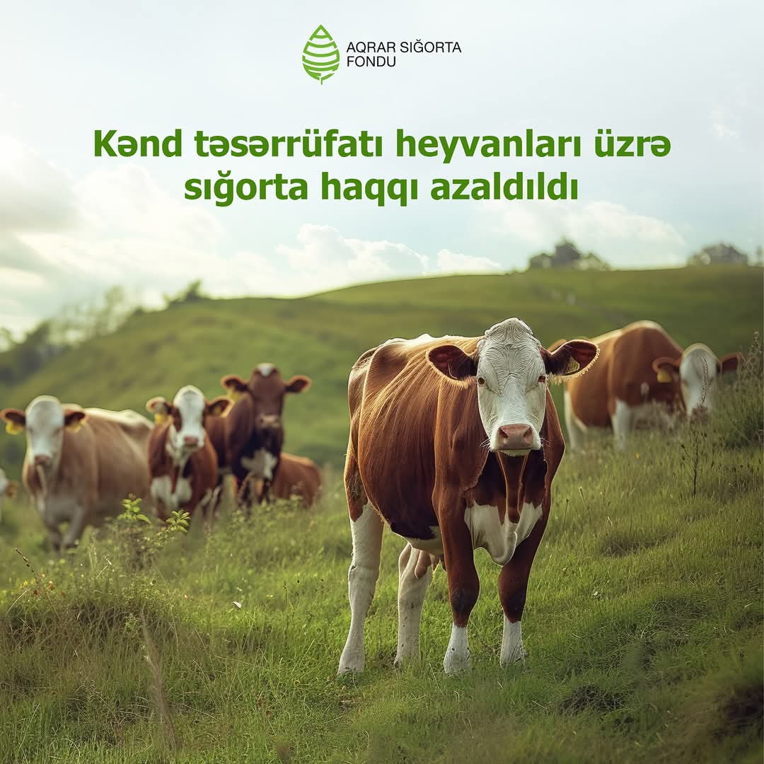 Kənd təsərrüfatı heyvanlarının sığortalanması tarifləri azaldılıb