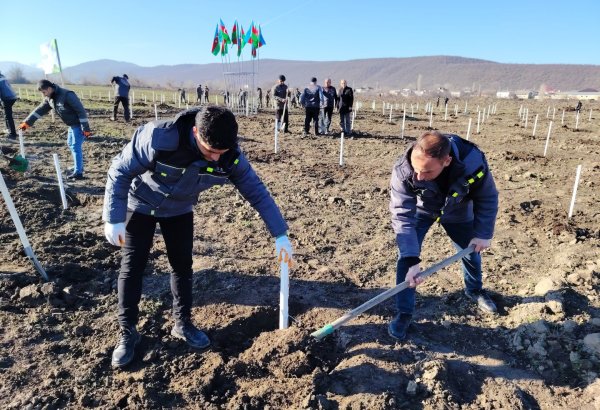 Bu gün meşə fondu torpaqlarında 35 mindən çox ağac əkilib (FOTO)