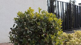 Xocalı şəhəri yaşıllığa bürünür - FOTOREPORTAJ
