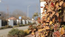 Xocalı şəhəri yaşıllığa bürünür - FOTOREPORTAJ