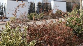 Xocalı şəhəri yaşıllığa bürünür - FOTOREPORTAJ