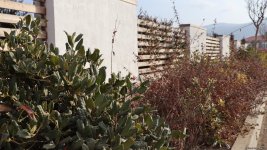 Xocalı şəhəri yaşıllığa bürünür - FOTOREPORTAJ