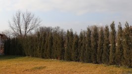 Xocalı şəhəri yaşıllığa bürünür - FOTOREPORTAJ