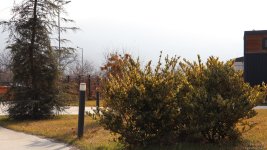Xocalı şəhəri yaşıllığa bürünür - FOTOREPORTAJ