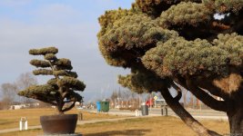 Xocalı şəhəri yaşıllığa bürünür - FOTOREPORTAJ
