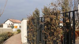Xocalı şəhəri yaşıllığa bürünür - FOTOREPORTAJ