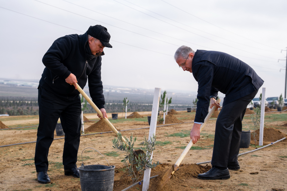 Müşfiqabad qəsəbəsində ağacəkmə aksiyası keçirilib