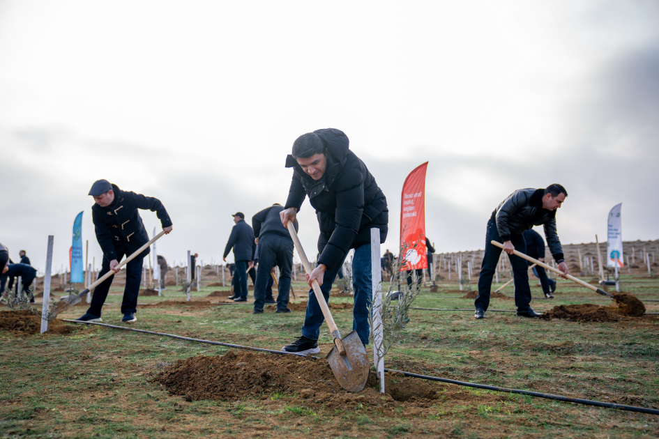 Müşfiqabad qəsəbəsində ağacəkmə aksiyası keçirilib