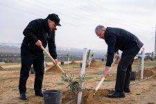 Müşfiqabad qəsəbəsində ağacəkmə aksiyası keçirilib