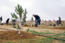 Müşfiqabad qəsəbəsində ağacəkmə aksiyası keçirilib