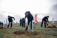 Müşfiqabad qəsəbəsində ağacəkmə aksiyası keçirilib