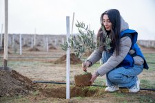 Müşfiqabad qəsəbəsində ağacəkmə aksiyası keçirilib