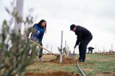 Müşfiqabad qəsəbəsində ağacəkmə aksiyası keçirilib
