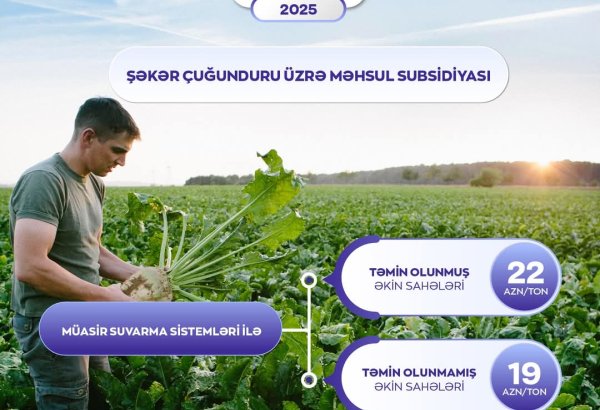 Azərbaycanda şəkər çuğundurunun istehsalına görə verilən subsidiyanın miqdarı artırılıb