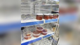 Çin və Rusiyadan idxal edilmiş kürülərin "Azerbaijan Caviar" adı ilə satışa çıxarıldığı aşkarlanıb (FOTO)