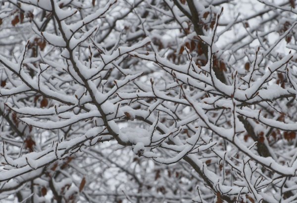 Bakıya qar yağacaq