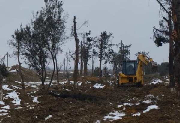 Tikinti altına düşən yaşıllıqların köçürülməsinə başlanılıb (FOTO)