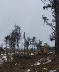 Tikinti altına düşən yaşıllıqların köçürülməsinə başlanılıb (FOTO)