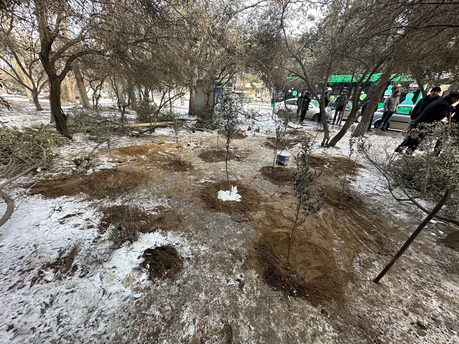 Bakıda ağac kəsintisi faktı aşkarlanıb (FOTO)