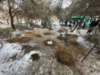 Bakıda ağac kəsintisi faktı aşkarlanıb (FOTO)