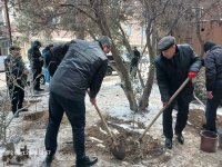 Bakıda ağac kəsintisi faktı aşkarlanıb (FOTO)