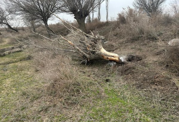 Salyanda qanunsuz ağac kəsən şəxs saxlanıldı (FOTO)