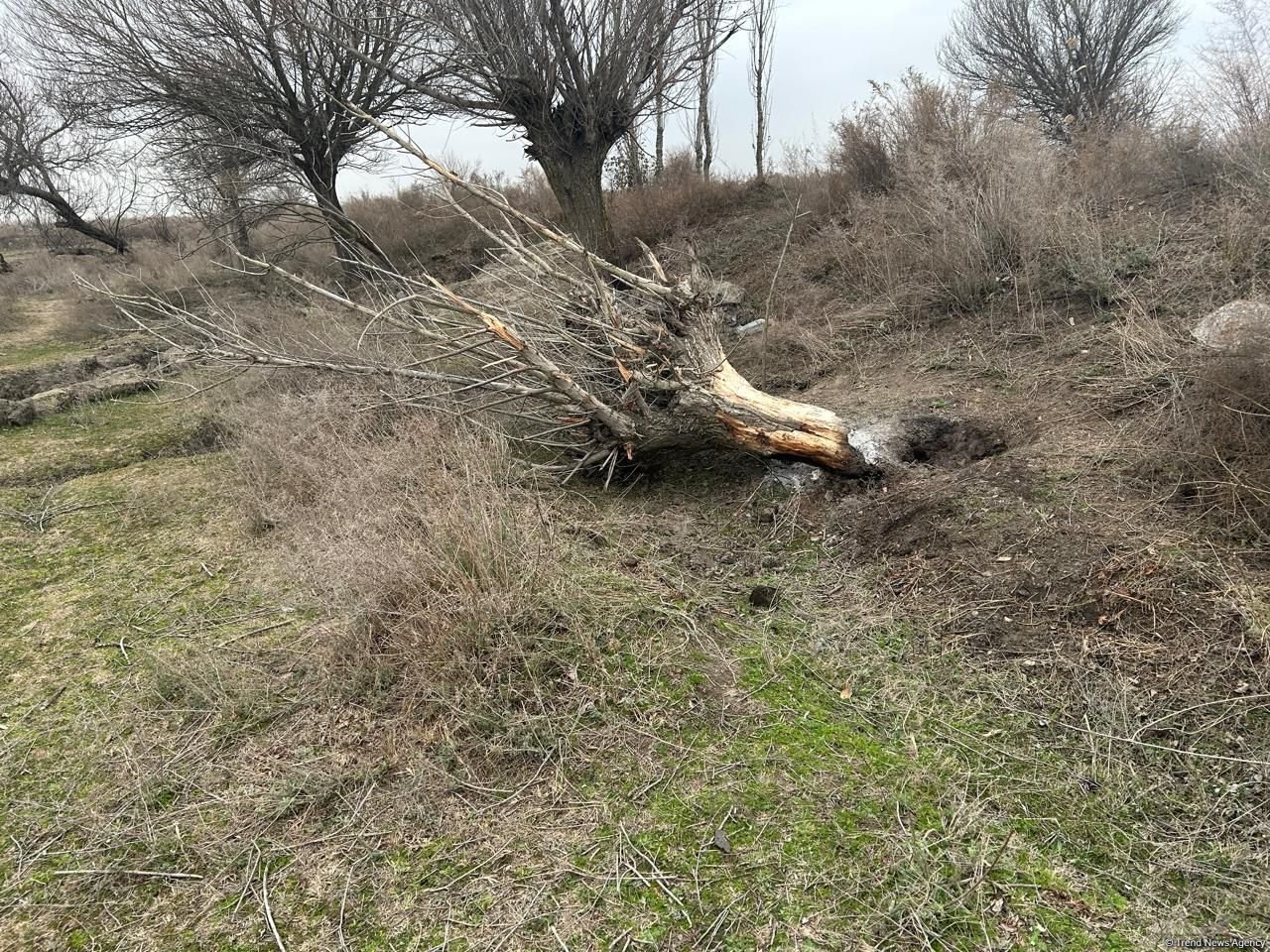 Salyanda qanunsuz ağac kəsən şəxs saxlanıldı (FOTO)