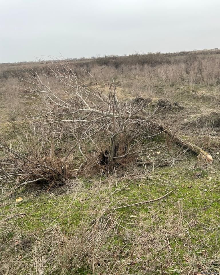 Salyanda qanunsuz ağac kəsən şəxs saxlanıldı (FOTO)