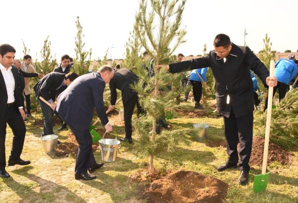 Bakıda növbəti ağacəkmə aksiyası və iməcilik keçirilib