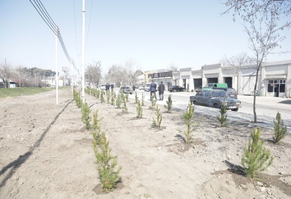 Xaçmazda “Konstitusiya və Suverenlik İli” çərçivəsində  ağacəkmə aksiyası keçirilib (FOTO)