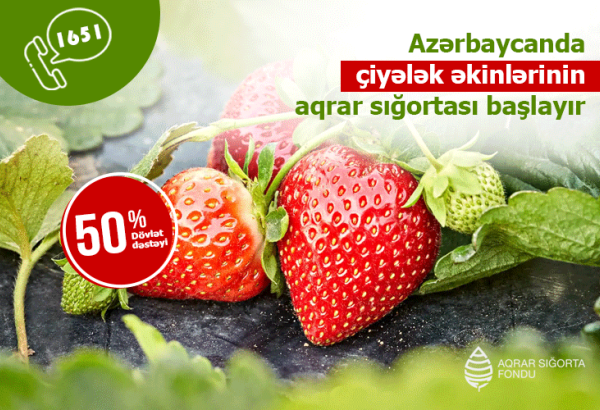 Azərbaycanda çiyələk əkinlərinin sığortalanmasına başlanılıb