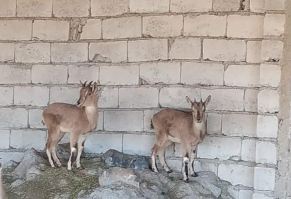 Naxçıvanda ovçu saxlanıldı, fermasında dağ keçiləri aşkarlandı