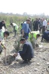 Xaçmazda ağacəkmə aksiyası keçirilib (FOTO)