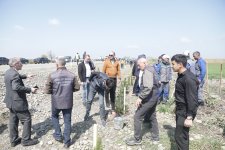 Xaçmazda ağacəkmə aksiyası keçirilib (FOTO)