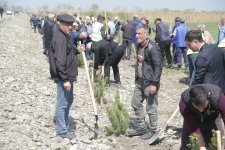 Xaçmazda ağacəkmə aksiyası keçirilib (FOTO)