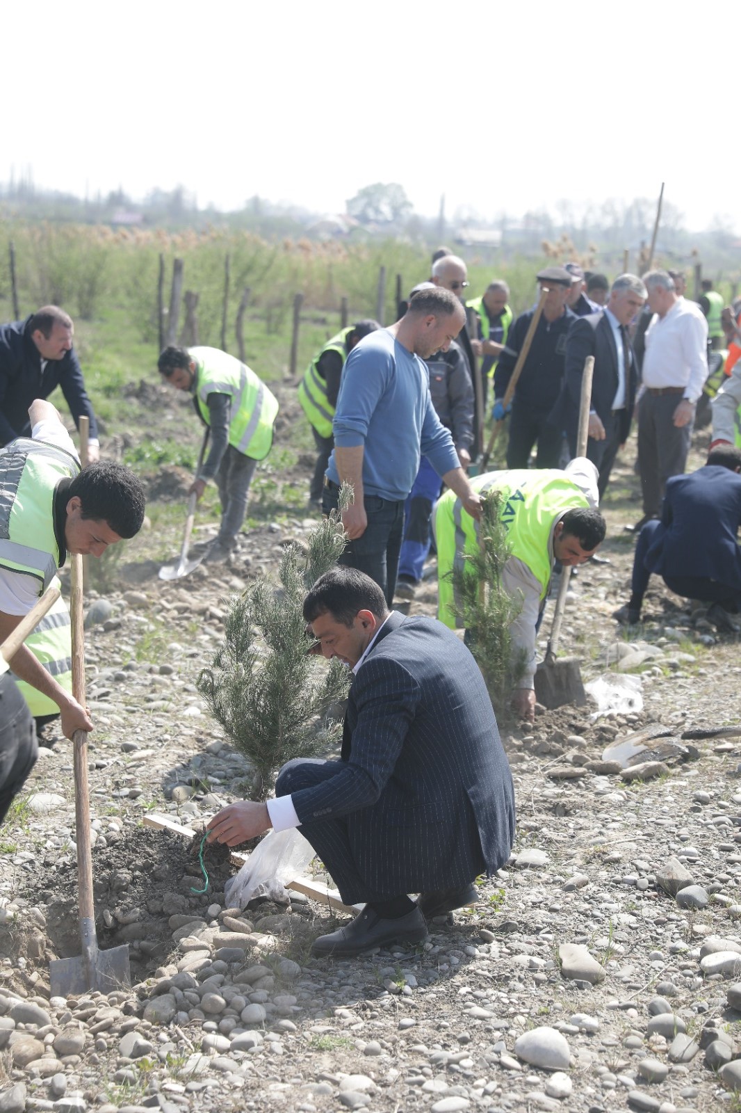 Xaçmazda ağacəkmə aksiyası keçirilib (FOTO)