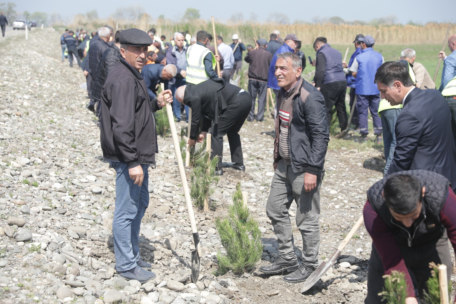 Xaçmazda ağacəkmə aksiyası keçirilib (FOTO)