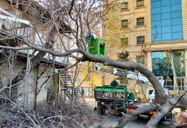 Bakıda güclü külək 12 ağacı aşırıb (FOTO)