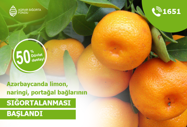 Azərbaycanda sitrus bağlarının sığortalanmasına başlanılıb