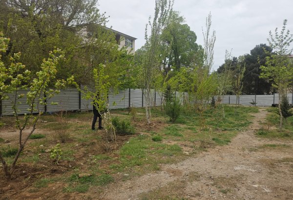 Sumqayıtda çıxarılan ağacların yerində ağaclar əkilib