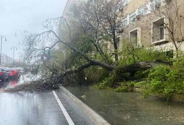 Güclü külək nəticəsində Bakıda 55 ağac sınıb (FOTO)