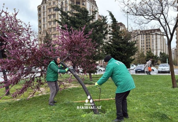 Güclü külək nəticəsində 368 ağac sınıb, 55-i zədələnib (FOTO)