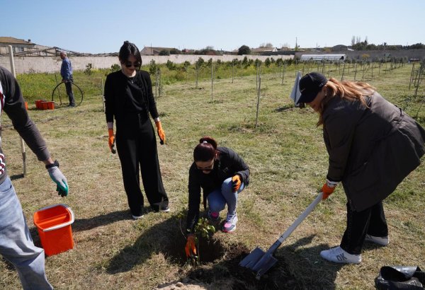 Püstə Ağacı İçərişəhərin və Qala Qoruğunun Simvoluna Çevrilir: 37 İlliyə 37 Yaşıl Toxunuş (FOTO)
