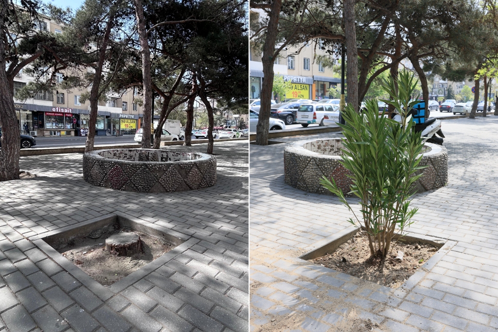 Paytaxtda zədələnən ağacların yerinə yeni ağaclar əkilir (FOTO)