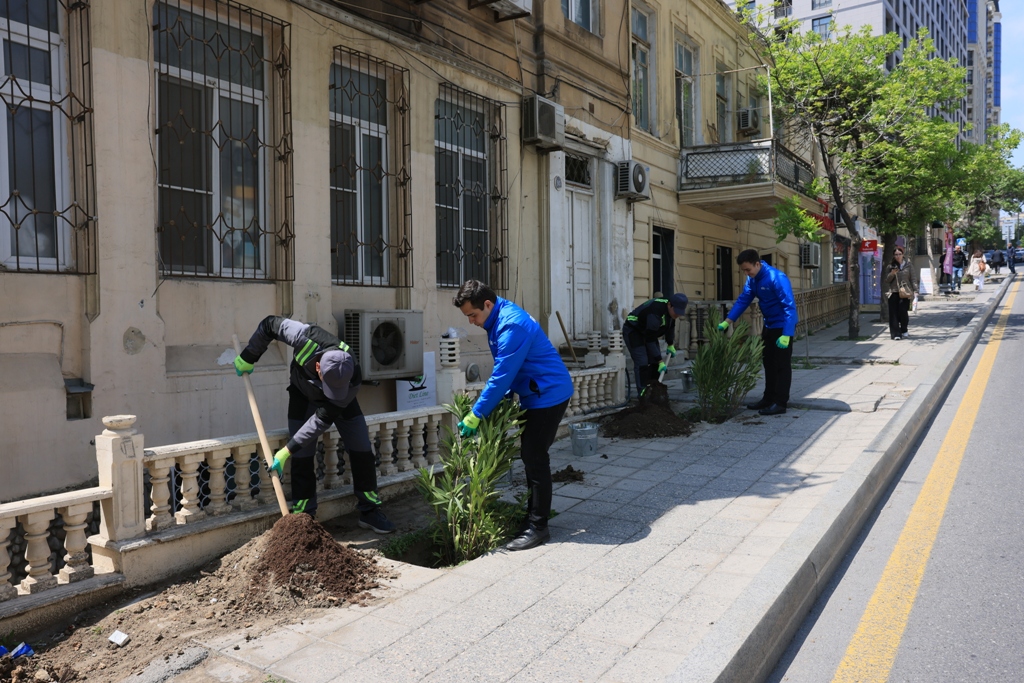 Paytaxtda zədələnən ağacların yerinə yeni ağaclar əkilir (FOTO)