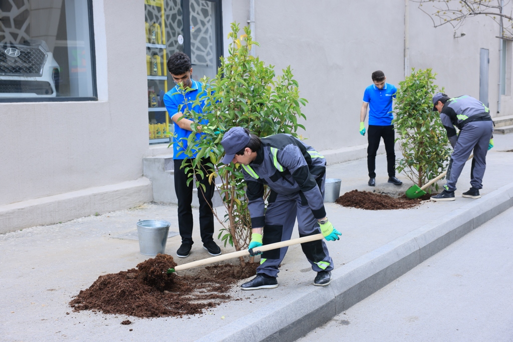 Paytaxtda zədələnən ağacların yerinə yeni ağaclar əkilir (FOTO)