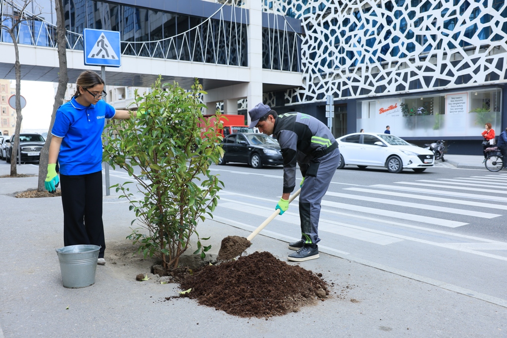 Paytaxtda zədələnən ağacların yerinə yeni ağaclar əkilir (FOTO)